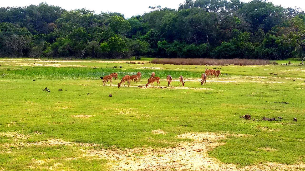 Sigiri Mango Garden Eco Resort Sigiriya Bagian luar foto