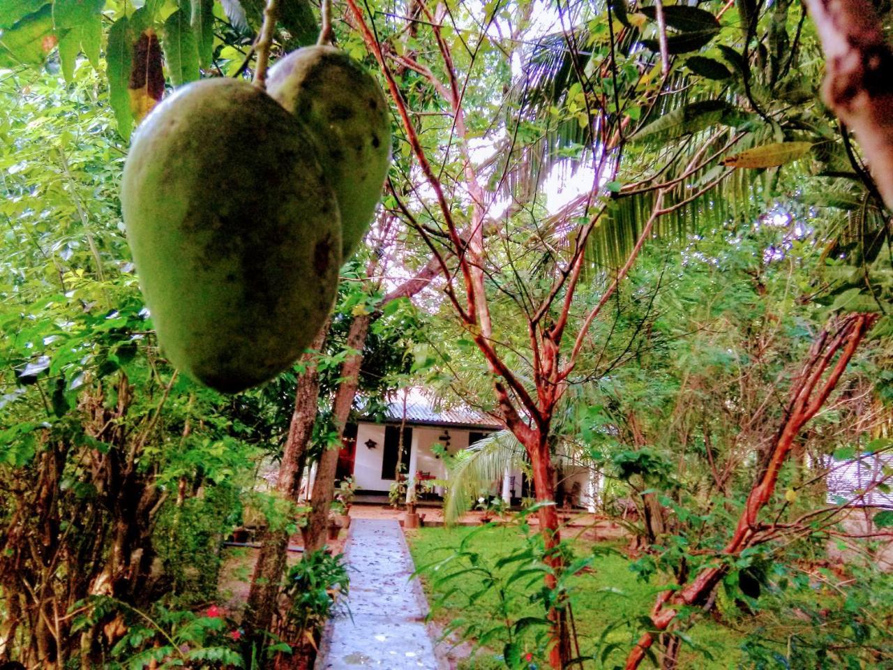 Sigiri Mango Garden Eco Resort Sigiriya Bagian luar foto